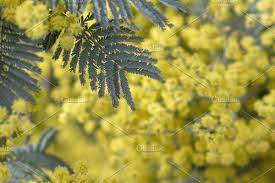 Detail Of Silver Wattle Blooming In 2020 Heard Island Bonaire Photo