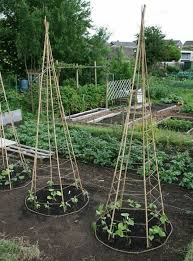Pin By Ella Gibson Karcher On Gardening Or Weeding Plants Veggie Garden Growing Beans
