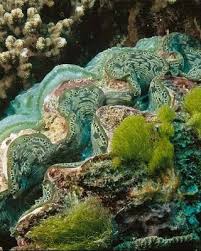 See more ideas about clam shell, giant clam shell, shell decor. Giant Clam Shell Decorating Ideas Coastal Decor Ideas Interior Design Diy Shopping