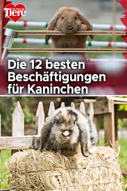 Schluss Mit Langweile 12 Ideen Fur Mehr Abwechslung Im Kaninchenalltag In 2020 Kaninchen Kaninchenhaltung Kaninchen Zuchten