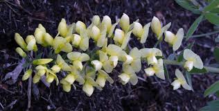 Image result for Baphia speciosa