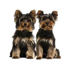 The city's old dockside neighbourhoods have given way to new residential and commercial development. Yorkshire Terrier Hunde Informationen Zu Den Rassen Omlet