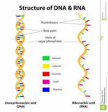 Dna Rna Molecular Biology Biology Lessons Dna