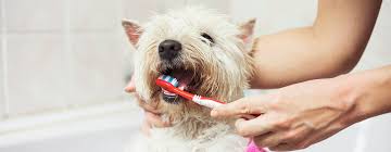 Check spelling or type a new query. How To Look After Your Dog S Teeth Purina