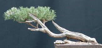Image result for rosemary bonsai