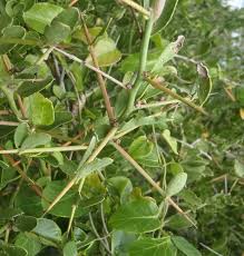 Image result for Gymnosporia buxifolia