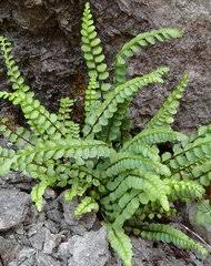 Image result for Vittaria reekmansii