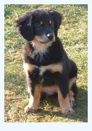 The name sennenhund is derived from the german senne (alpine pasture) and hund (hound/dog), as they accompanied the alpine herders and dairymen called senn. Pin On Precious