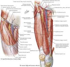 Abdominal crunches, when performed properly, strengthen abdominal muscles and may decrease tendency to suffer back pain. Lower Limbs Radiology Key
