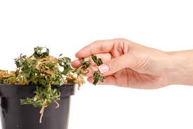 Hey addictz, i hope this video was helpful. 20 Hacks That Will Bring Your Dead Or Dying Plant Back To Life