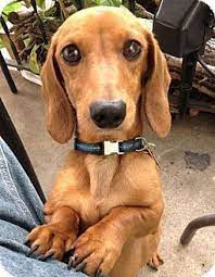 Begin training at an early age, when you bring them as puppies from the breeders or rescue. Minneapolis Mn Dachshund Mix Meet Trumpet A Dog For Adoption Dachshund Mix Dachshund Puppies Wiener Dog