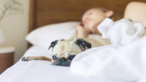 Women Say Dogs Better Bed Partners Than Humans Or Cats Study Ctv News