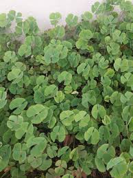 Image result for Marsilea apposita