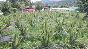 Tanaman herba yang berkeluasan 4 ekar ini di bawah jagaan pertanian landskap dan perhutanan,universiti utara malaysia. Titi Eco Farm Kebun Organik Yang Unik Di Negeri Sembilan