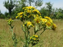 Hours may change under current circumstances Burning Up Photosensitization And Sunburn In Horses The Horse