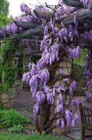 Boise Idaho Botanical Garden May 2012 Wisteria Tree Beautiful Gardens Botanical Gardens