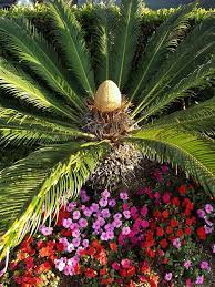 The slide deck below may give. How To Landscape With Palm Trees In Jacksonville Lawnstarter