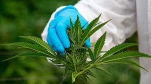 El año 2021 arrancó con una excelente noticia para toda la comunidad que ha impulsado la despenalización, legalización y regulación del cannabis medicinal en méxico. Marihuana Paises De America Que Han Legalizado El Uso Del Cannabis Y Los Que No