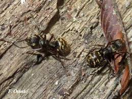 Image result for Dolichos junodii