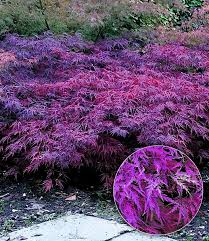 Wonderful Totally Free Japanese Garden Fence Concepts Western Gardens Are Regular Backyards That Produce In 2020 Japanese Garden Japanese Garden Design Hanging Garden