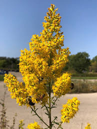 Image result for Solidago