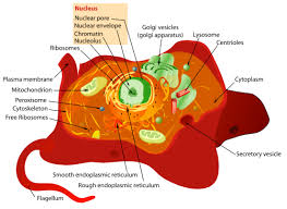 Plant Cell Vs Animal Cell Difference And Comparison Diffen