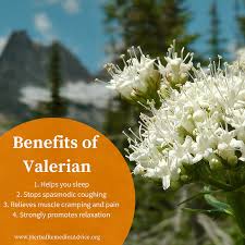 Image result for Valeriana capensis