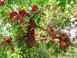 Image result for Schotia brachypetala