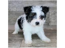 Image result for white yorkshire terrier