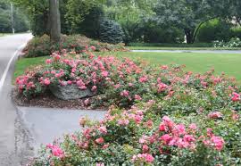 Flower carpet® pink supreme rose. Rosa Flower Carpet Pink Supreme Pink Supreme Carpet Rose Plantmaster