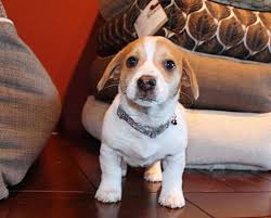 Los angeles county lomita, ca 90717 map it. Los Angeles Ca Corgi Meet Hopscotch A Pet For Adoption