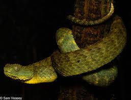 Image result for Disperis katangensis