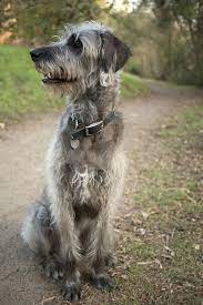 Find irish wolfhounds for sale on oodle classifieds. Irish Wolfoodle Dog Breed Health Temperament Training Feeding And Grooming Petguide