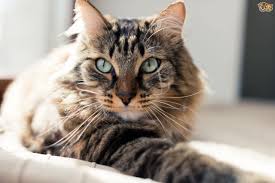 The cat may refuse to eat or drink, have a lower energy level and experience weight loss. How To Survive Your Cat S Shedding This Summer