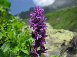 Image result for Triceratorhynchus