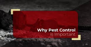 With amazing reviews from google, facebook, twitter, and all over the internet. Pest Control Springtown Why It S Important
