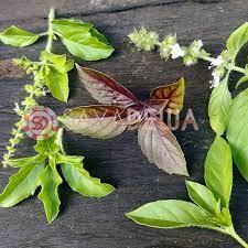 Berikut manfaat daun tulsi bagi kesehatan menurut penelitian yang diterbitkan pada journal of ayurveda and integrative medicine. Manfaat Tulsi Aliat Kemangi Suci Bagi Kesehatan Tubuh Kesehatan