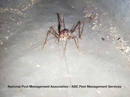When camel crickets migrate out of the basement in search of food and moist places to lay their eggs, they tend to creep the bejesus out of unsuspecting family members. Camel Crickets Cave Cricket Facts Information