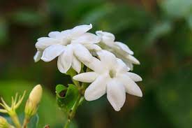 Study Of The Sampaguita Flower The National Pride Of Philippines Sampaguita Flower Aesthetic Flowers