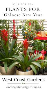 10 Auspicious Plants For Chinese New Year House Home Tips West Coast Gardens In 2021 Jade Plants Lucky Plant Plants