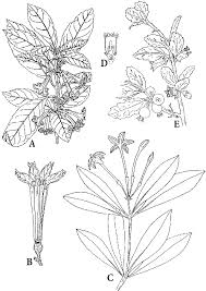 Image result for Ageratinastrum palustre