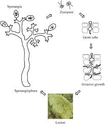 Image result for peronospora grapevine
