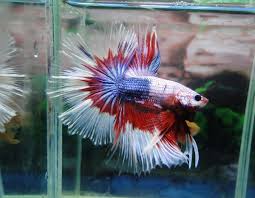Gallery Gallery Fish Pet Betta