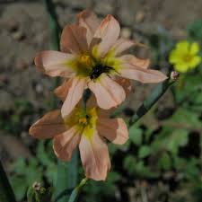 Image result for Moraea schimperi