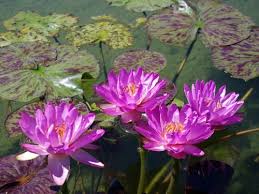 Image result for Nymphaea divaricata