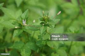 Image result for Cleome rutidosperma
