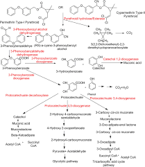 Image result for Pyrethroid