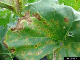 Vegetable Cucurbits Leaf Spots Umass Center For Agriculture Food And The Environment