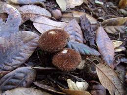 Image result for Inocybe hystrix