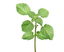 Image result for Mesosphaerum suaveolens